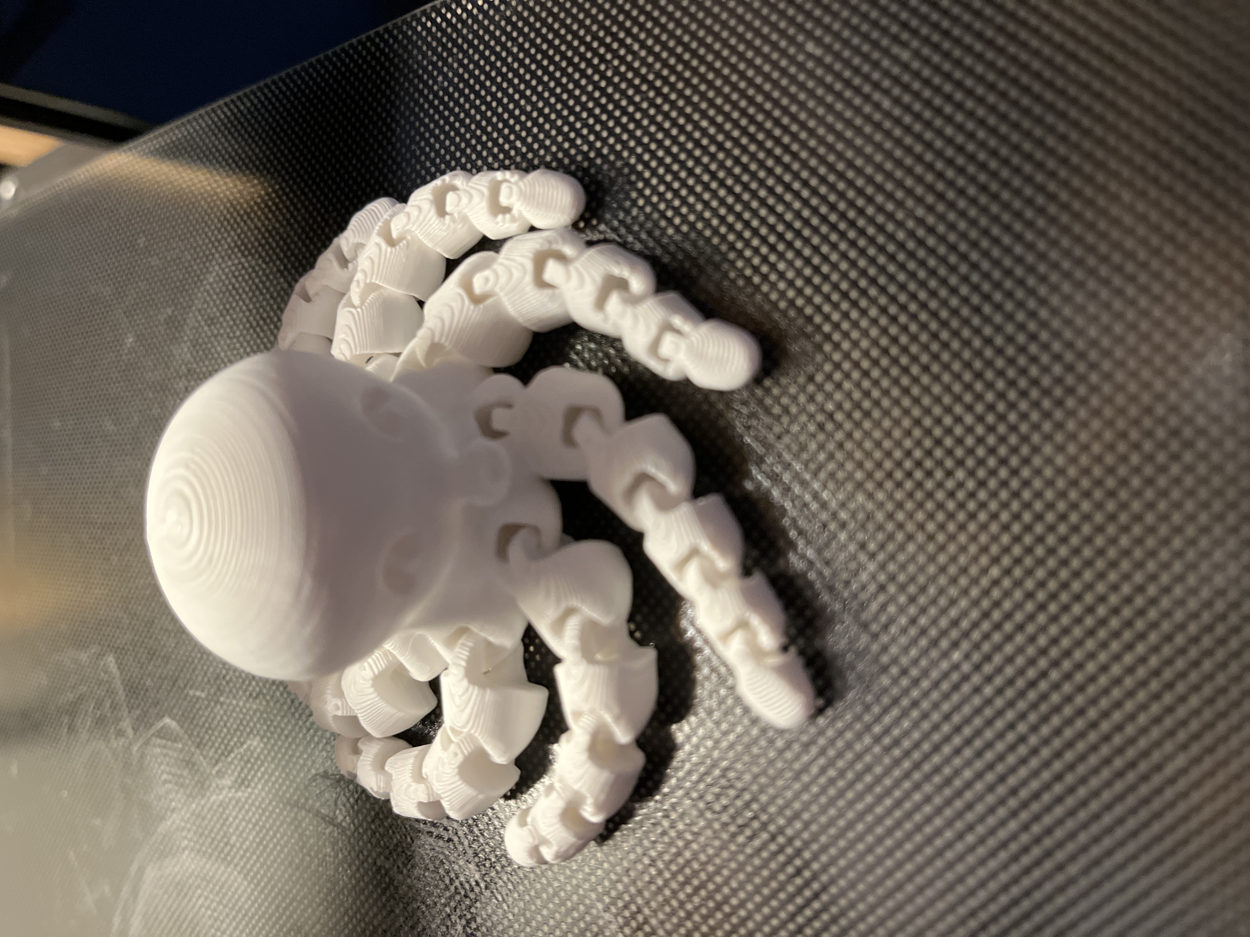 Octopus
