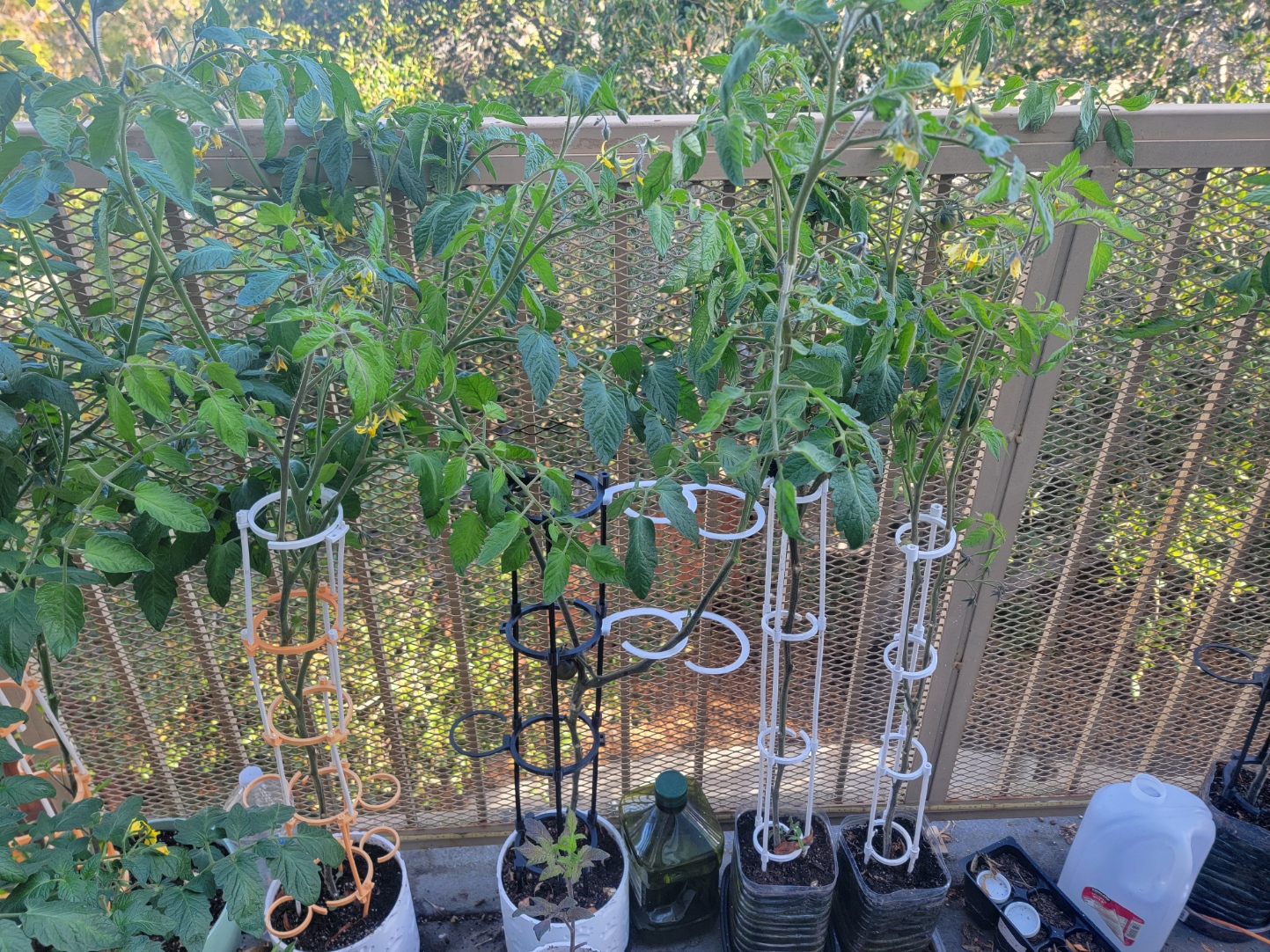 Tomato Plant Support