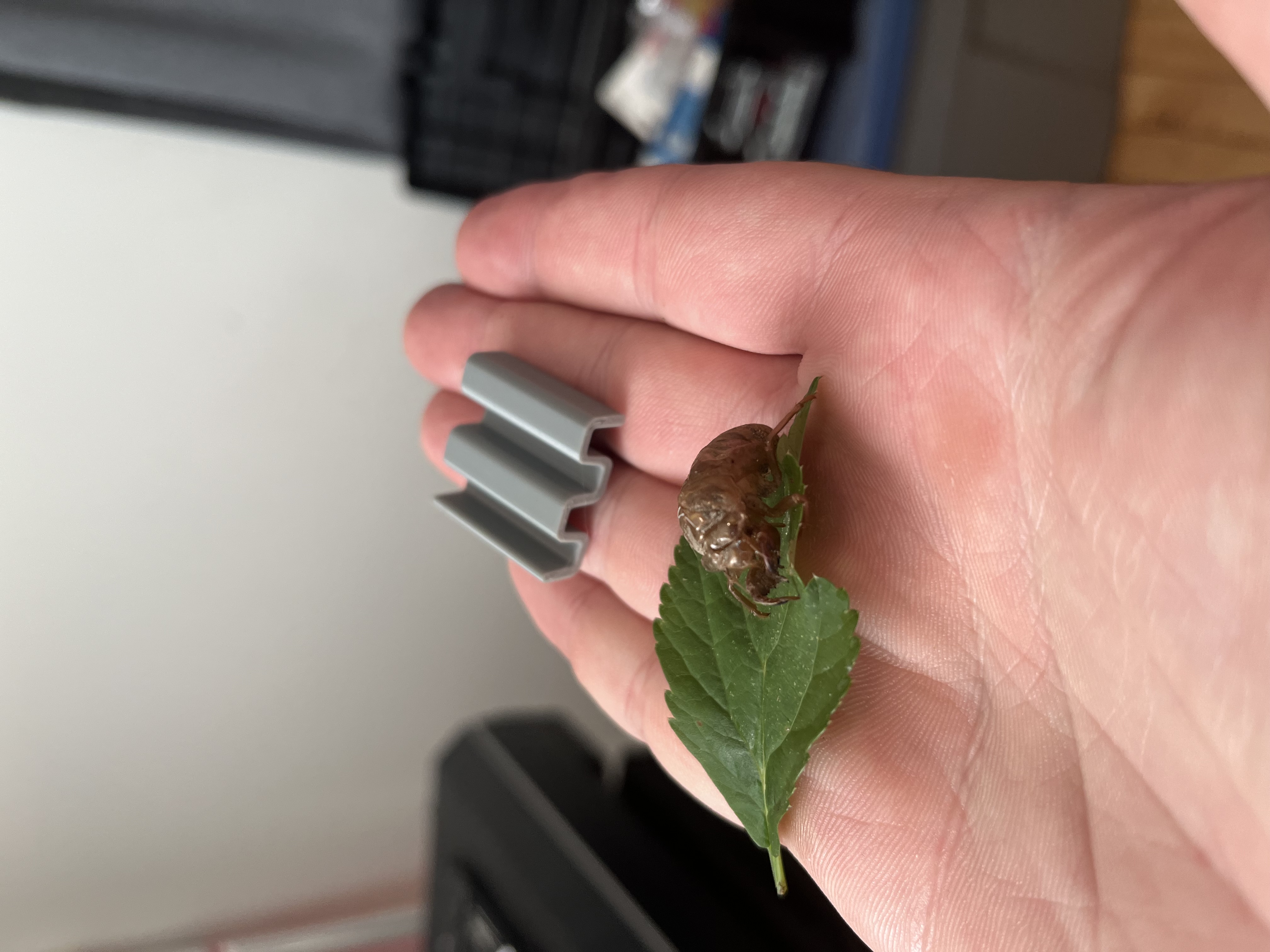 Rodent Trap Key