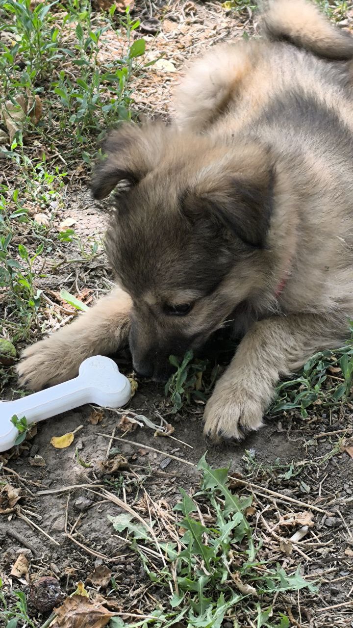 Miniatura 3 do modelo 3D a bone for a dog