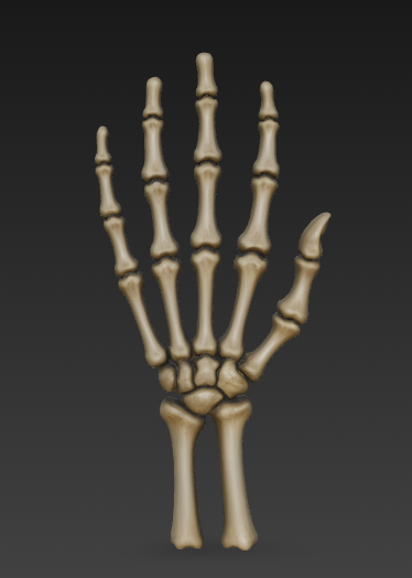 Bone arm of a skeleton
