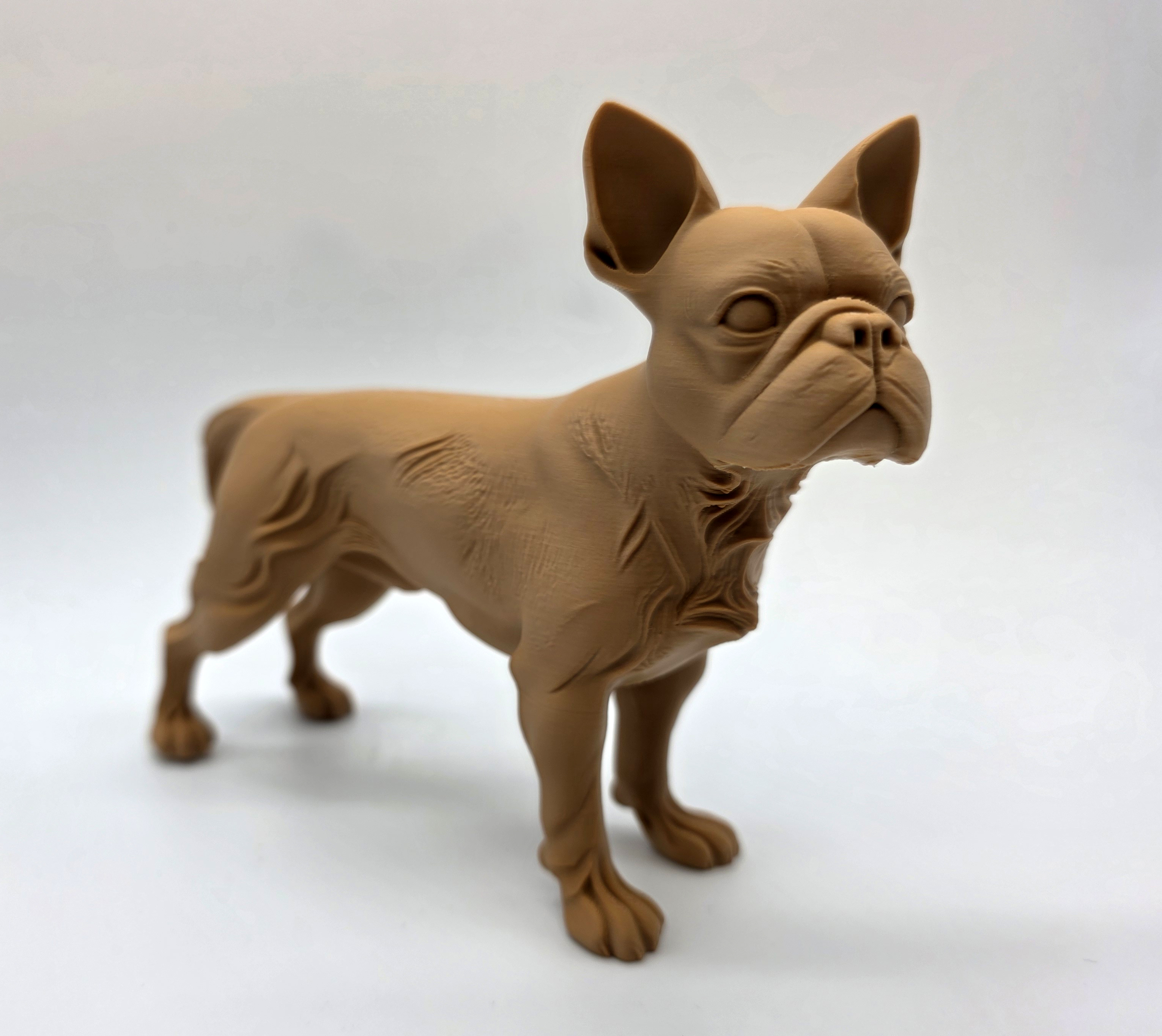 Boston Terrier Standing