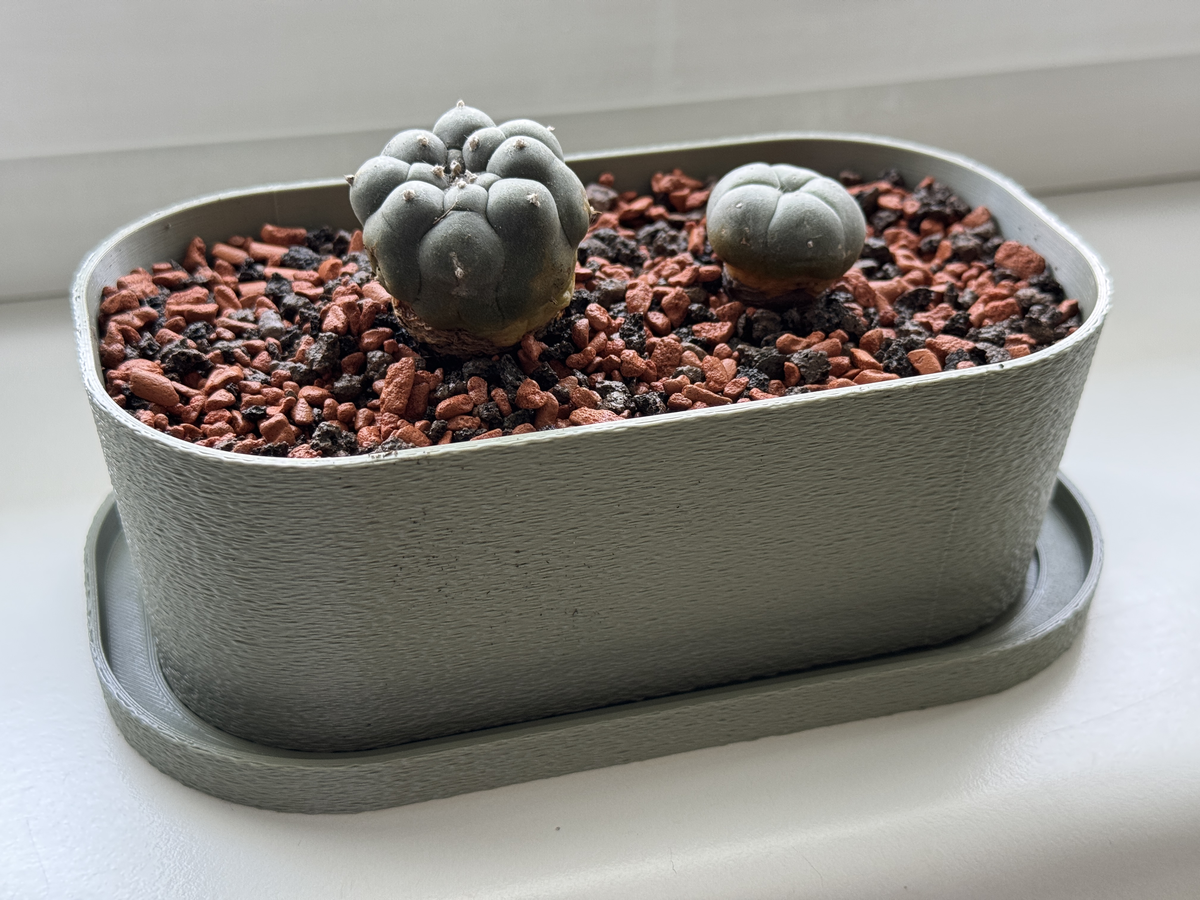 Dual Cactus Pot (with Saucer)