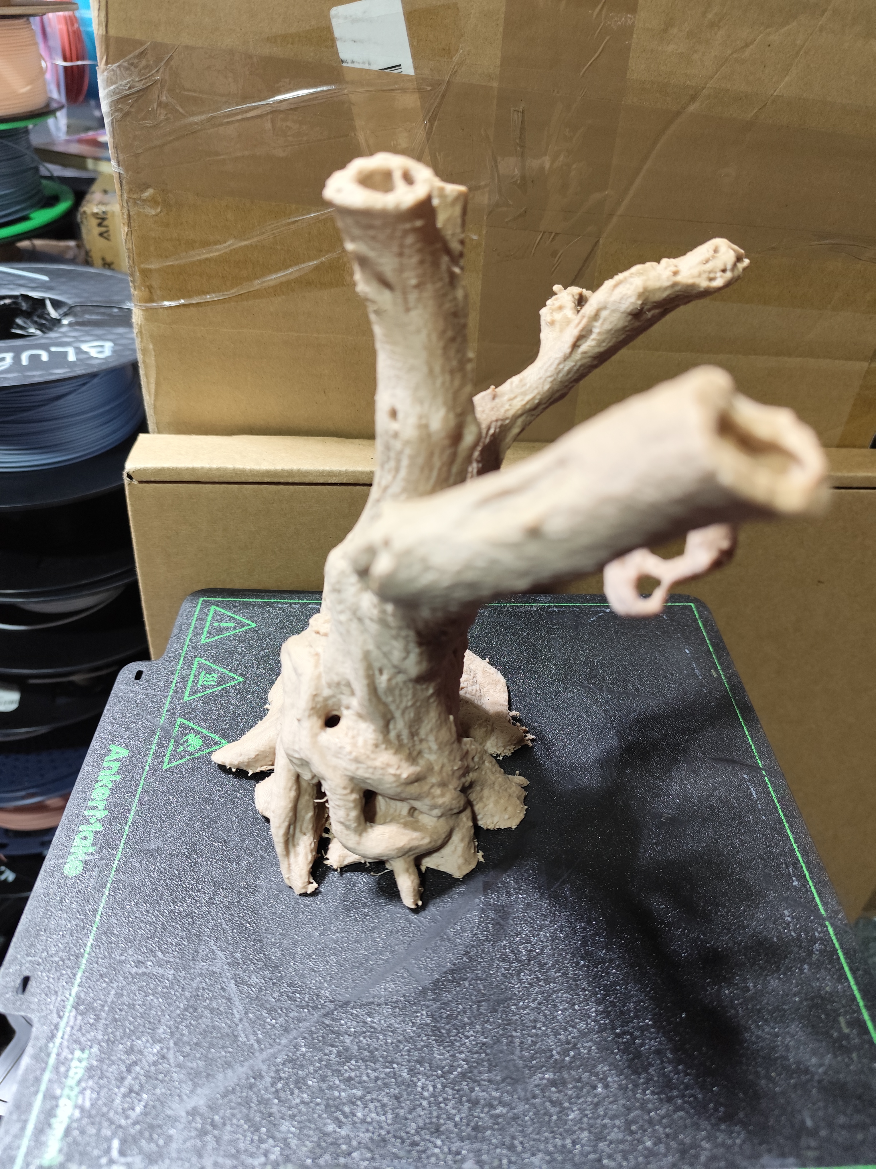 olive tree — thumbnail 4