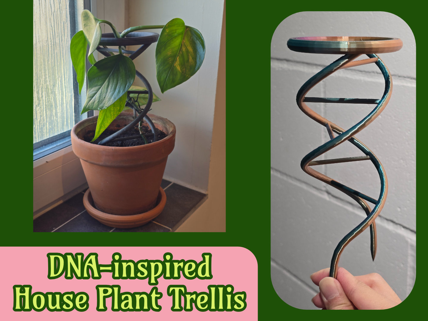DNA-inspired House Plant Trellis