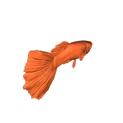 Guppy MALE