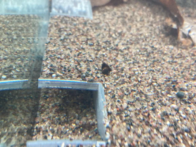 Fish / Eel Cave
