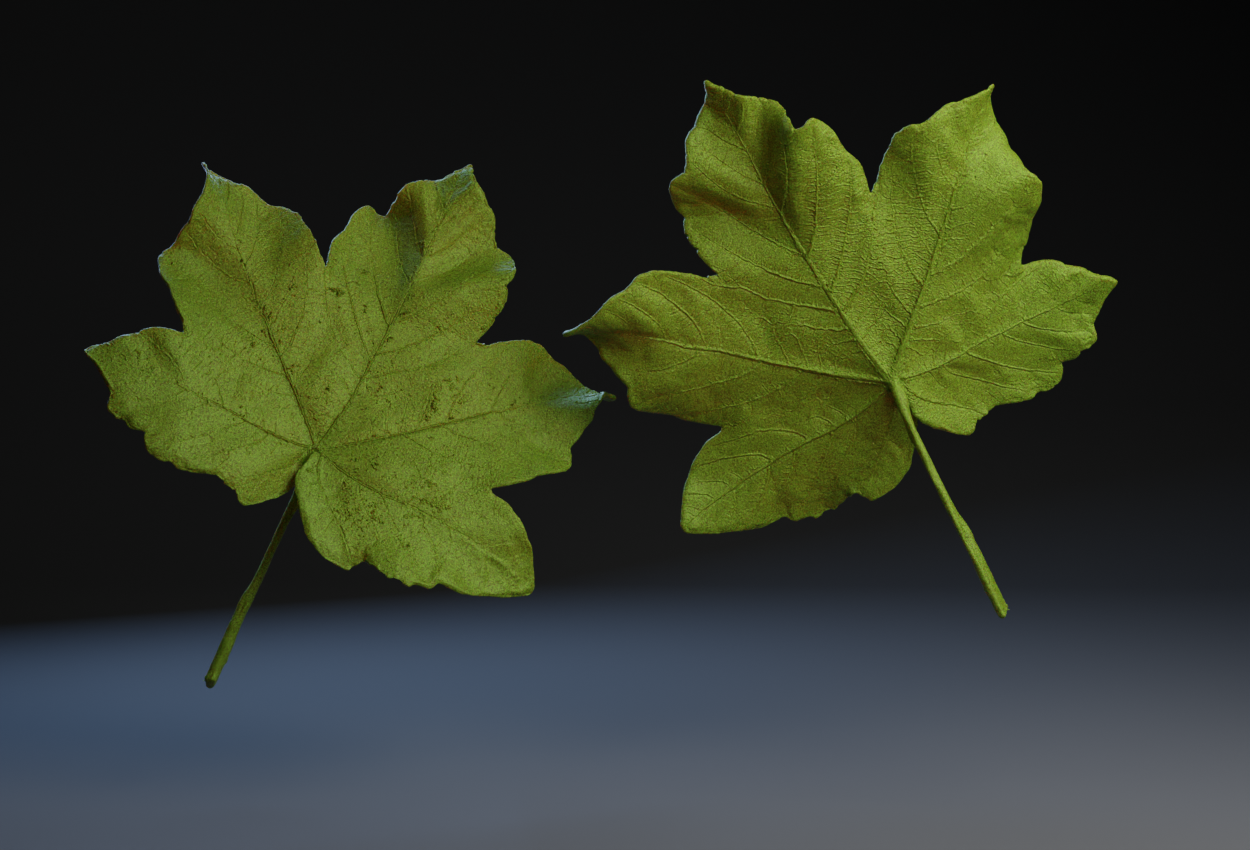 Maple Leaf