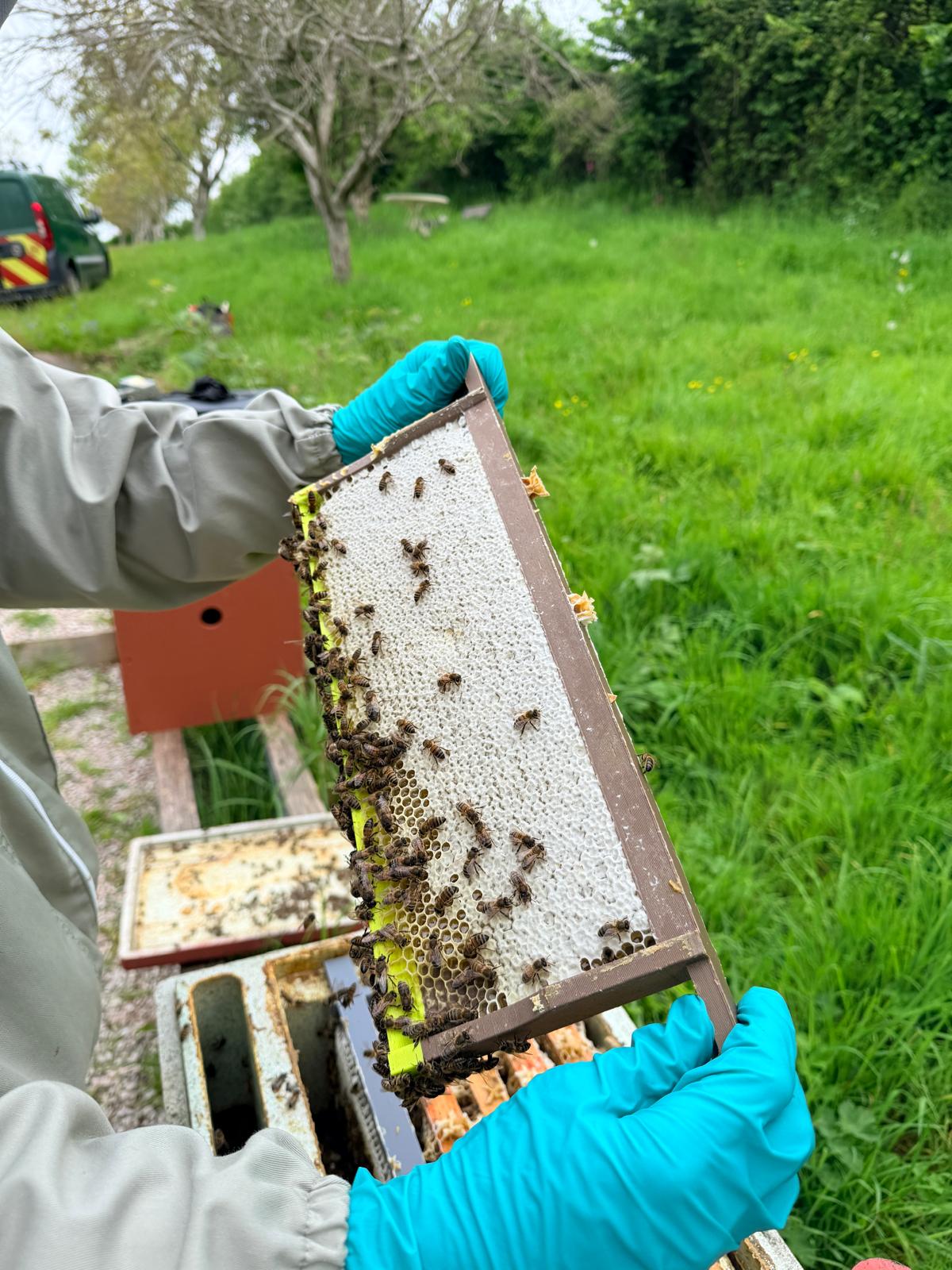 SN4 beehive frame with foundation