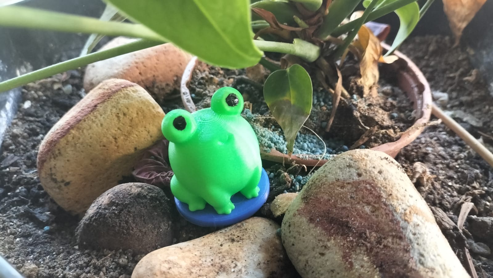 Frog named Rina