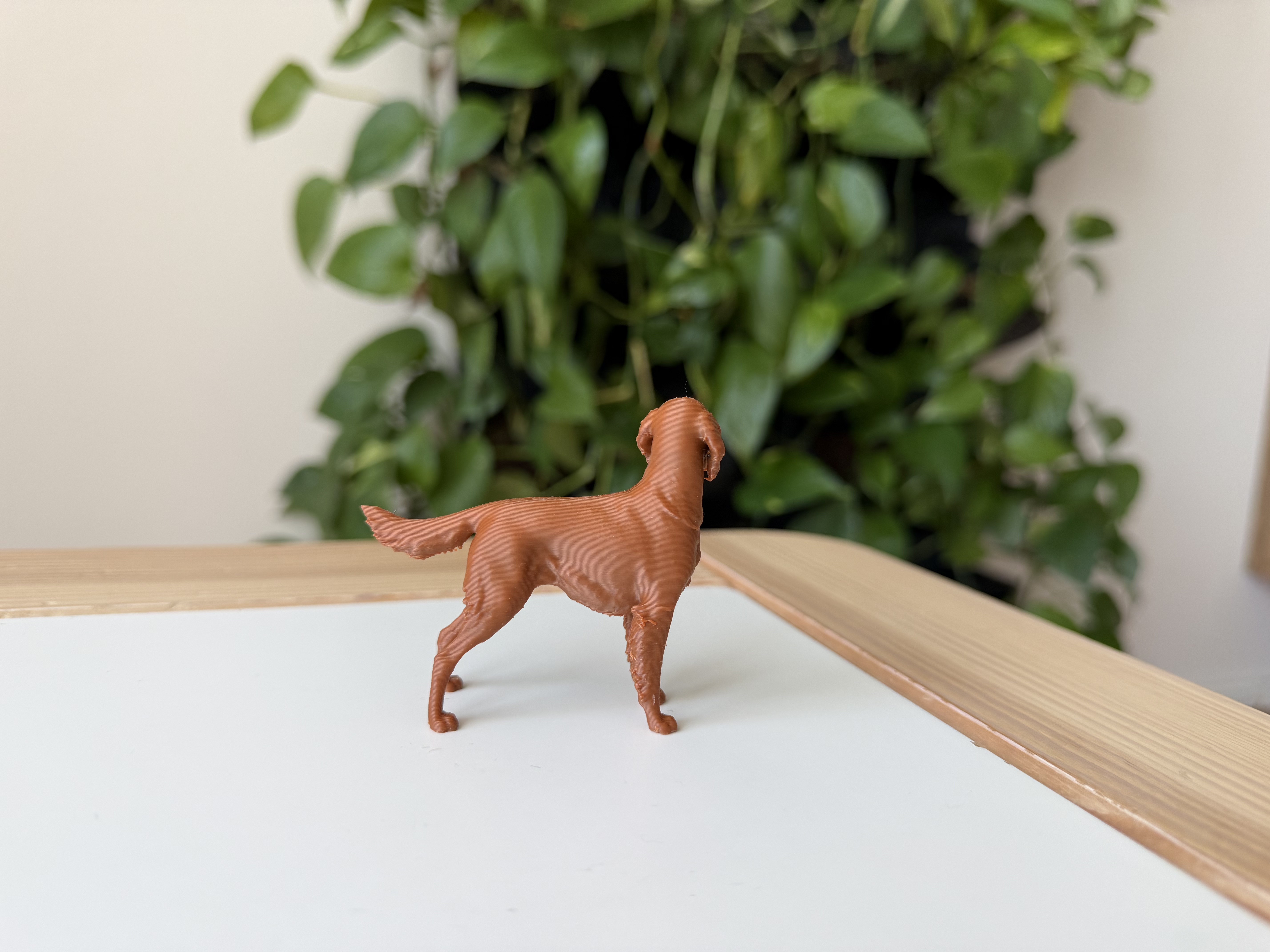 Irish Setter — miniatura 4