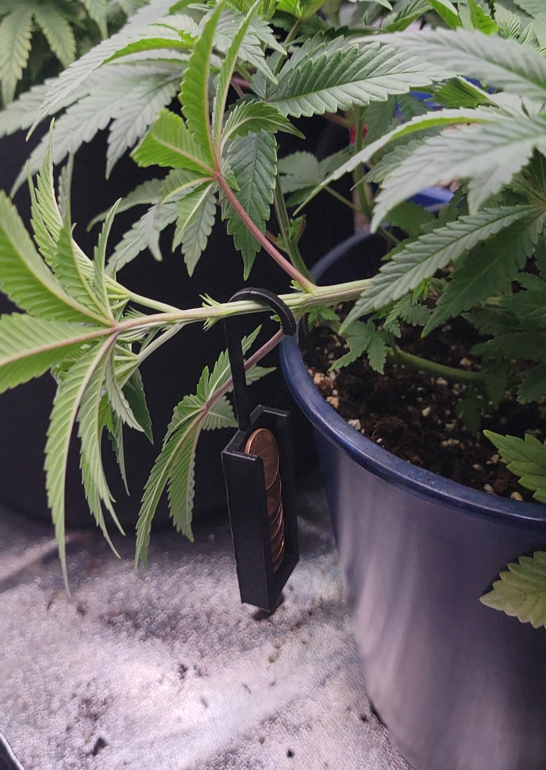 The Penny Trainer – Adjustable LST Plant Trainer (Low Stress Training)
