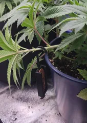 The Penny Trainer – Adjustable LST Plant Trainer (Low Stress Training)