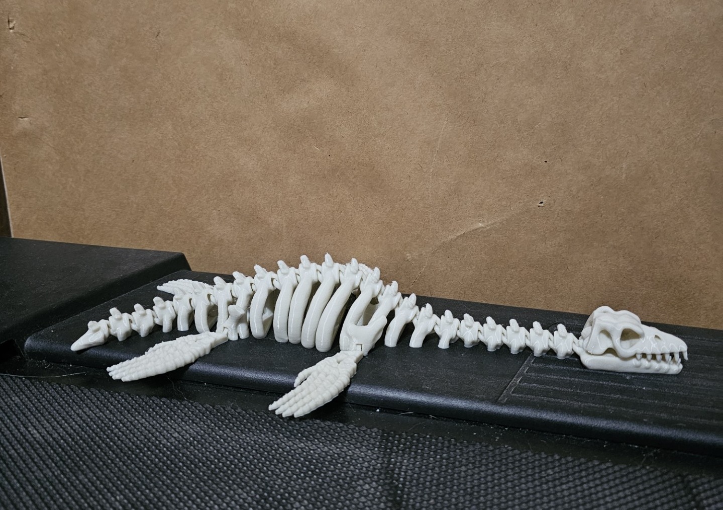 Articulated dinosaur skeleton 12