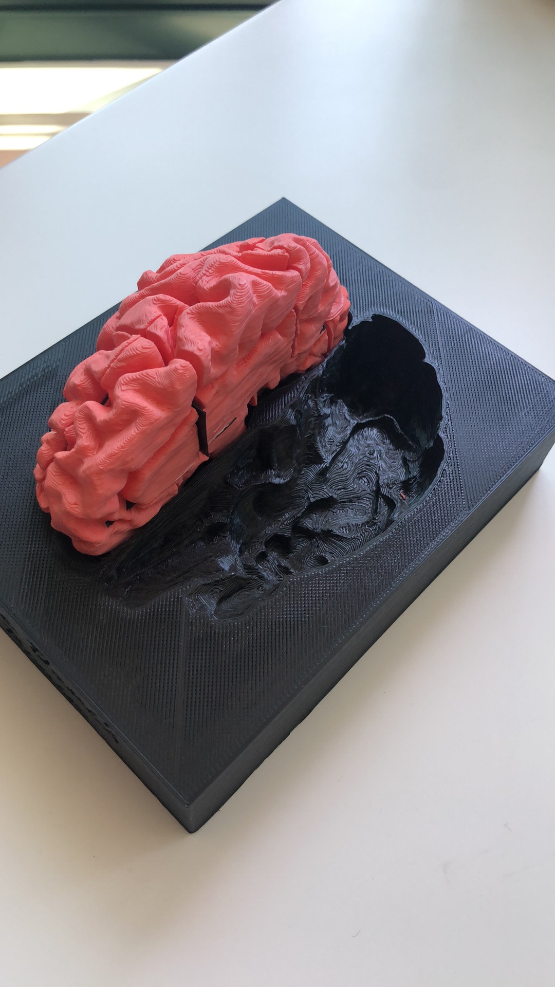 3D Brain Puzzle