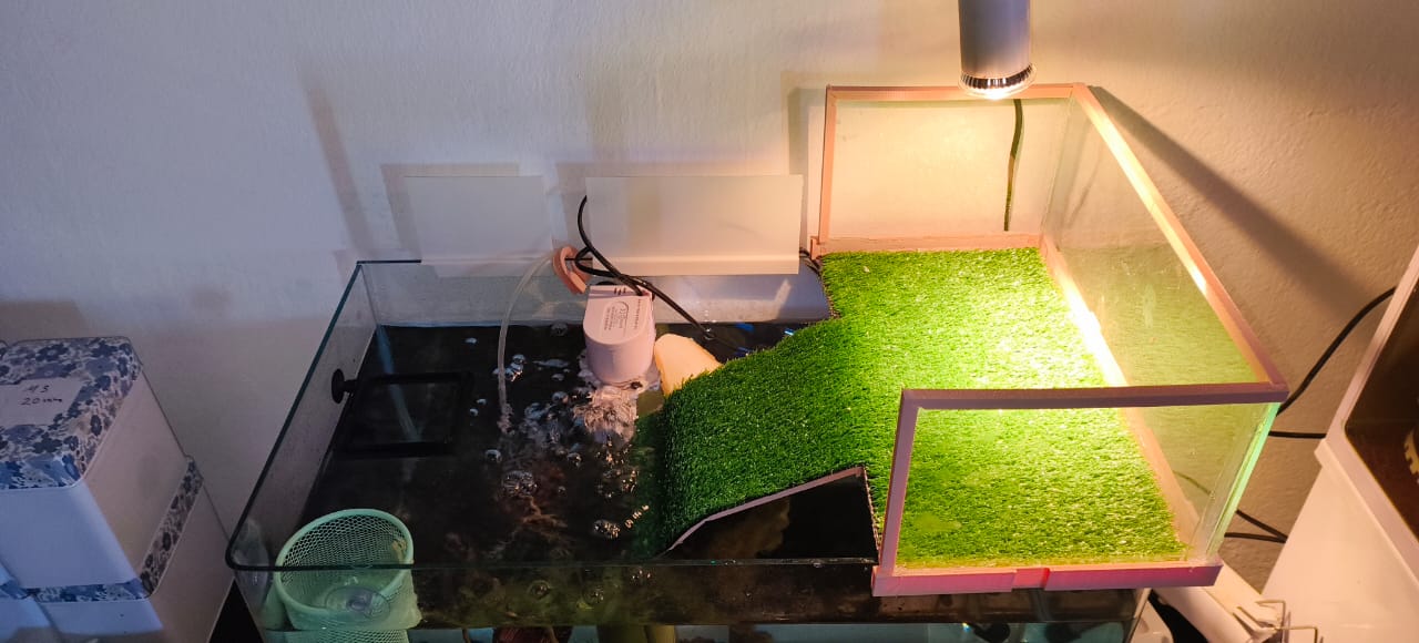 turtle basking platform