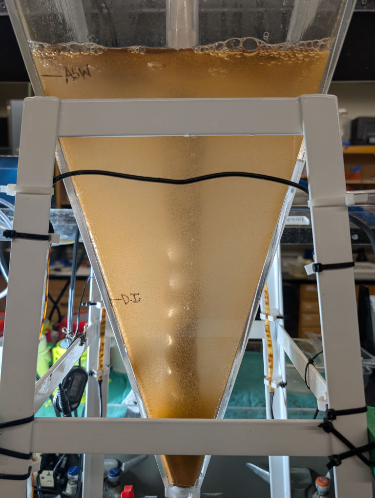 Magnetic brine shrimp (Artemia sp.) cysts separation accessories