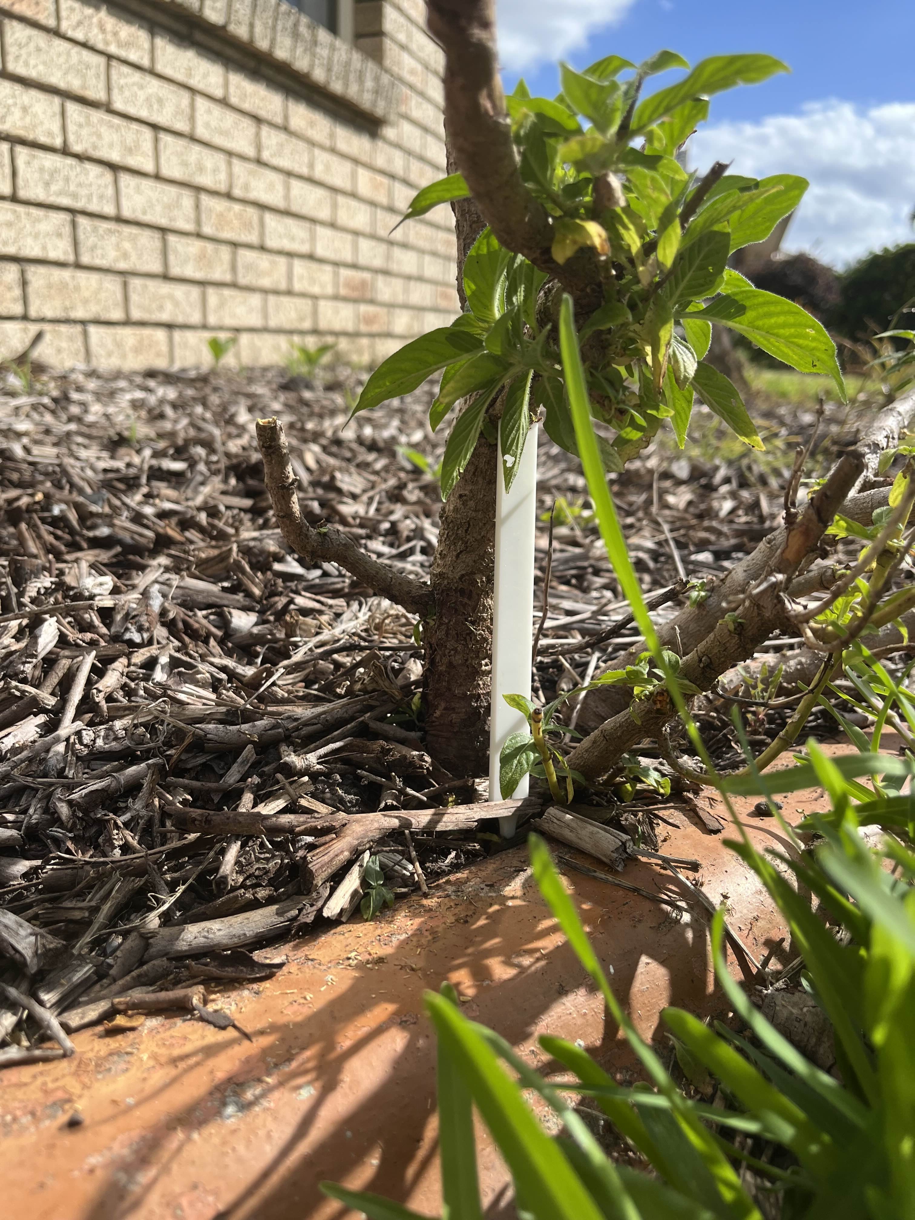 Upright plant support — miniatura 2