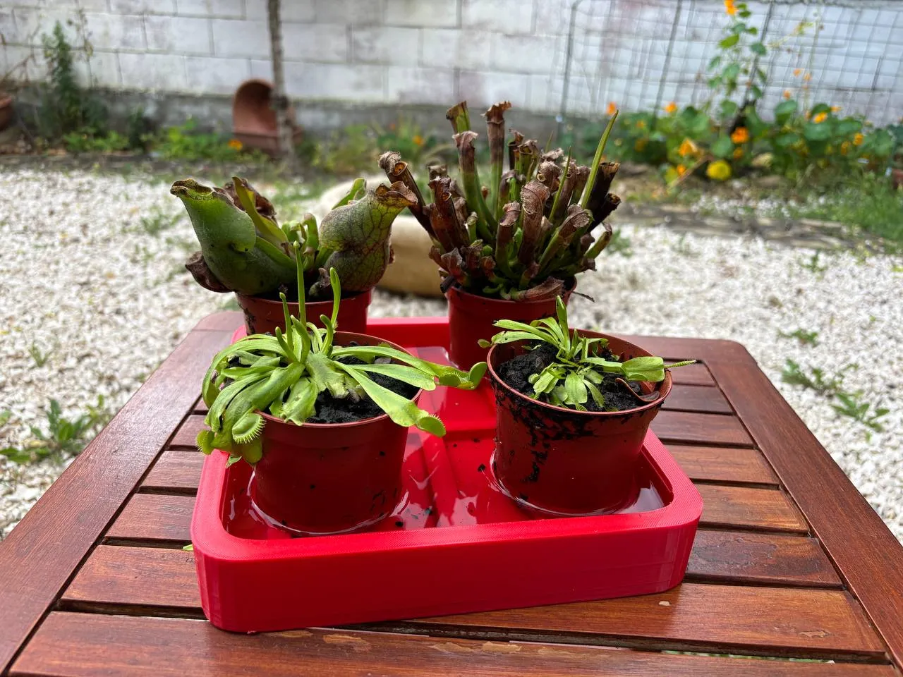 Carnivorous Plant Tray  No Drain Needed by Eon3D | Download free STL model  | Printables.com