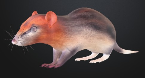 RODENT MOUSE