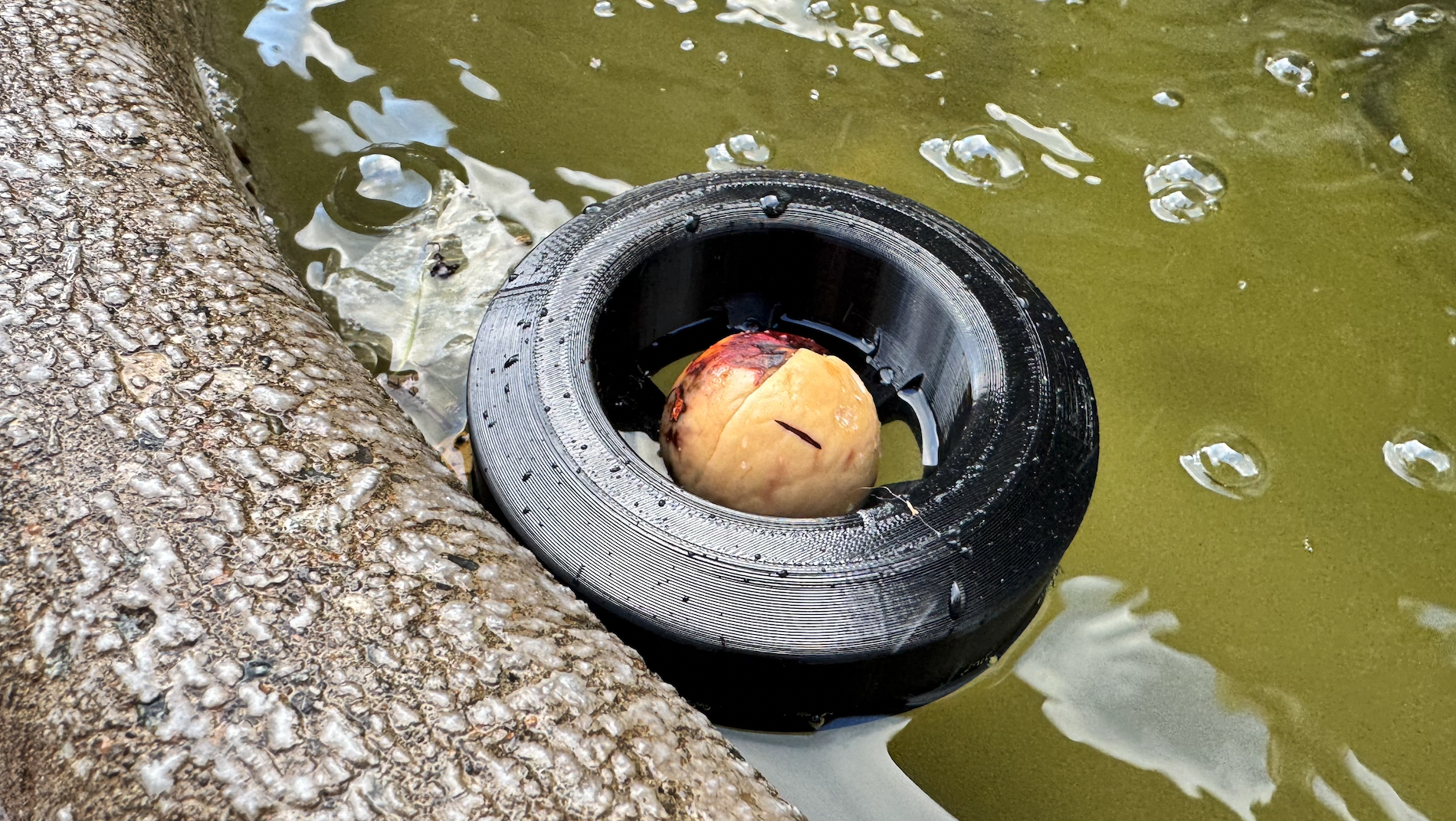 Avocado Seed Float Large (60mm)