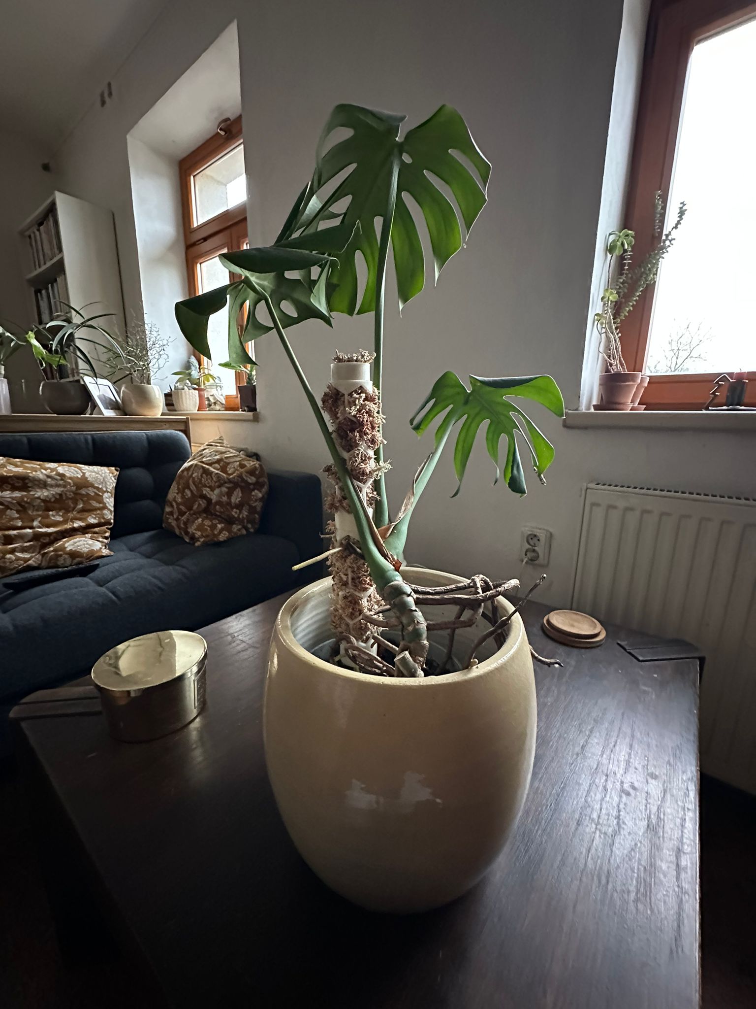 Moss pole for Monstera