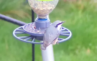 Optional Lid to Bird Feeder