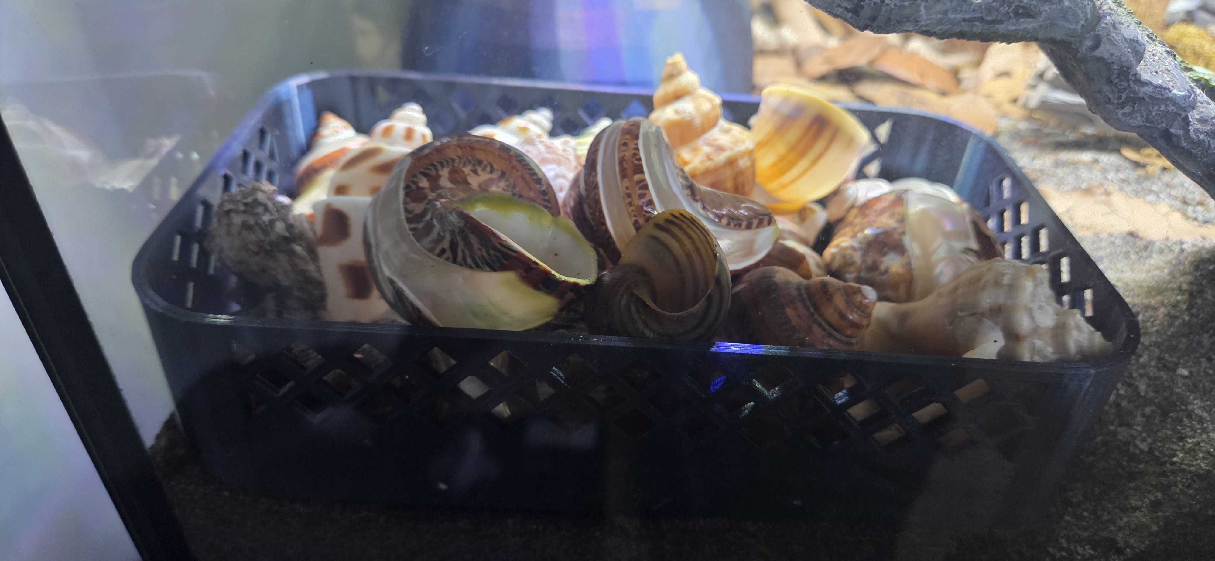 Hermit Crab Shell Shack