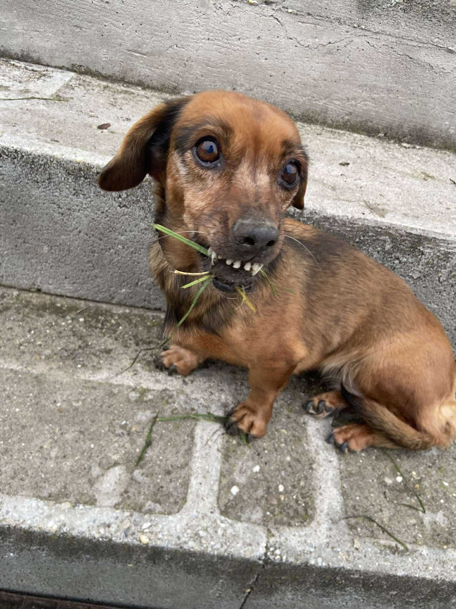 Figure of Rone the Dog
