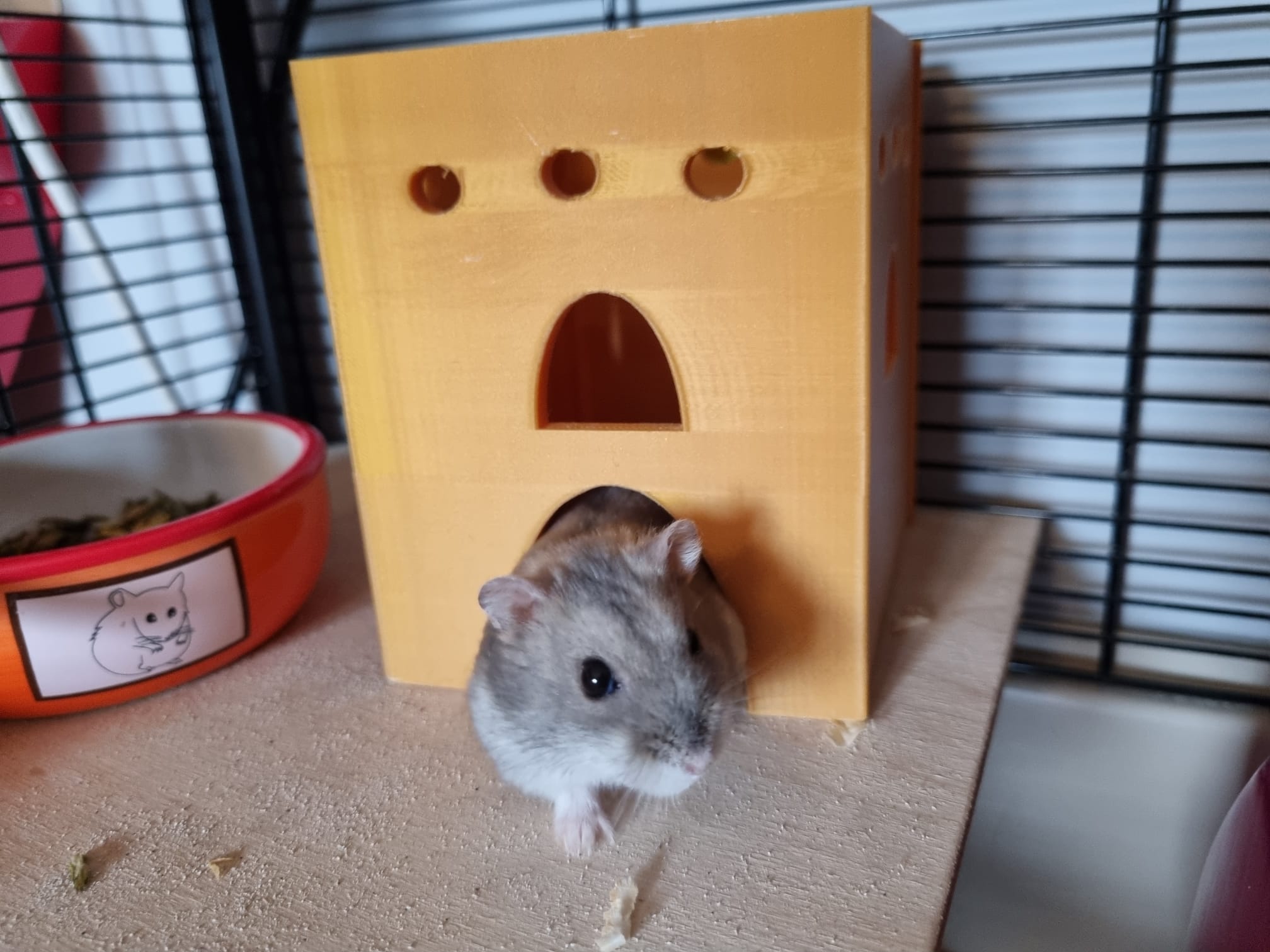 hamster house