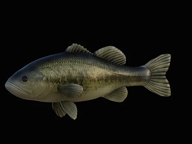 Largemouth Bass Model