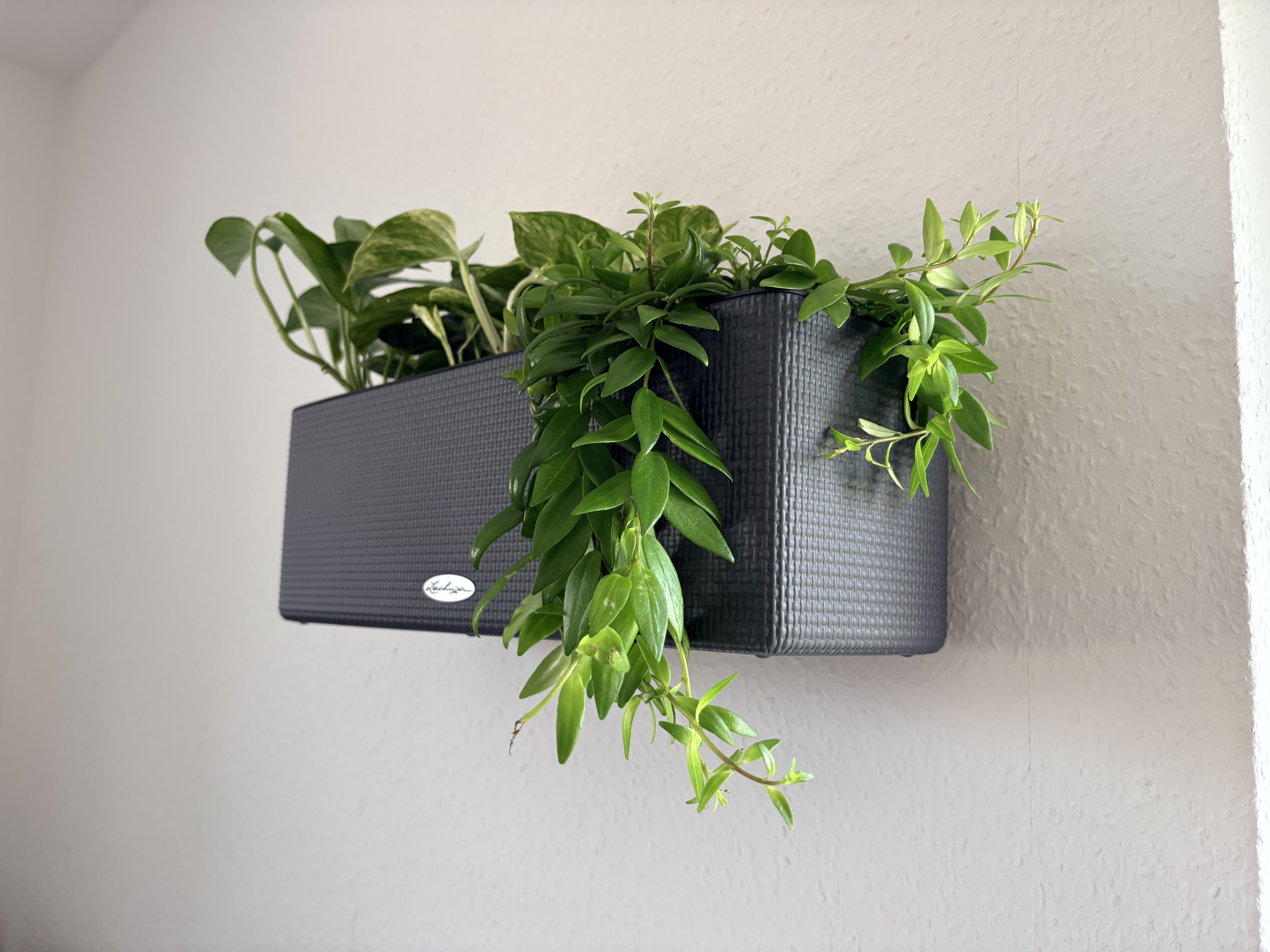 Wallmount Lechuza Balconissima — miniatura 2