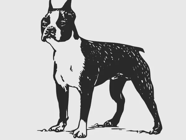 wall art bulldog