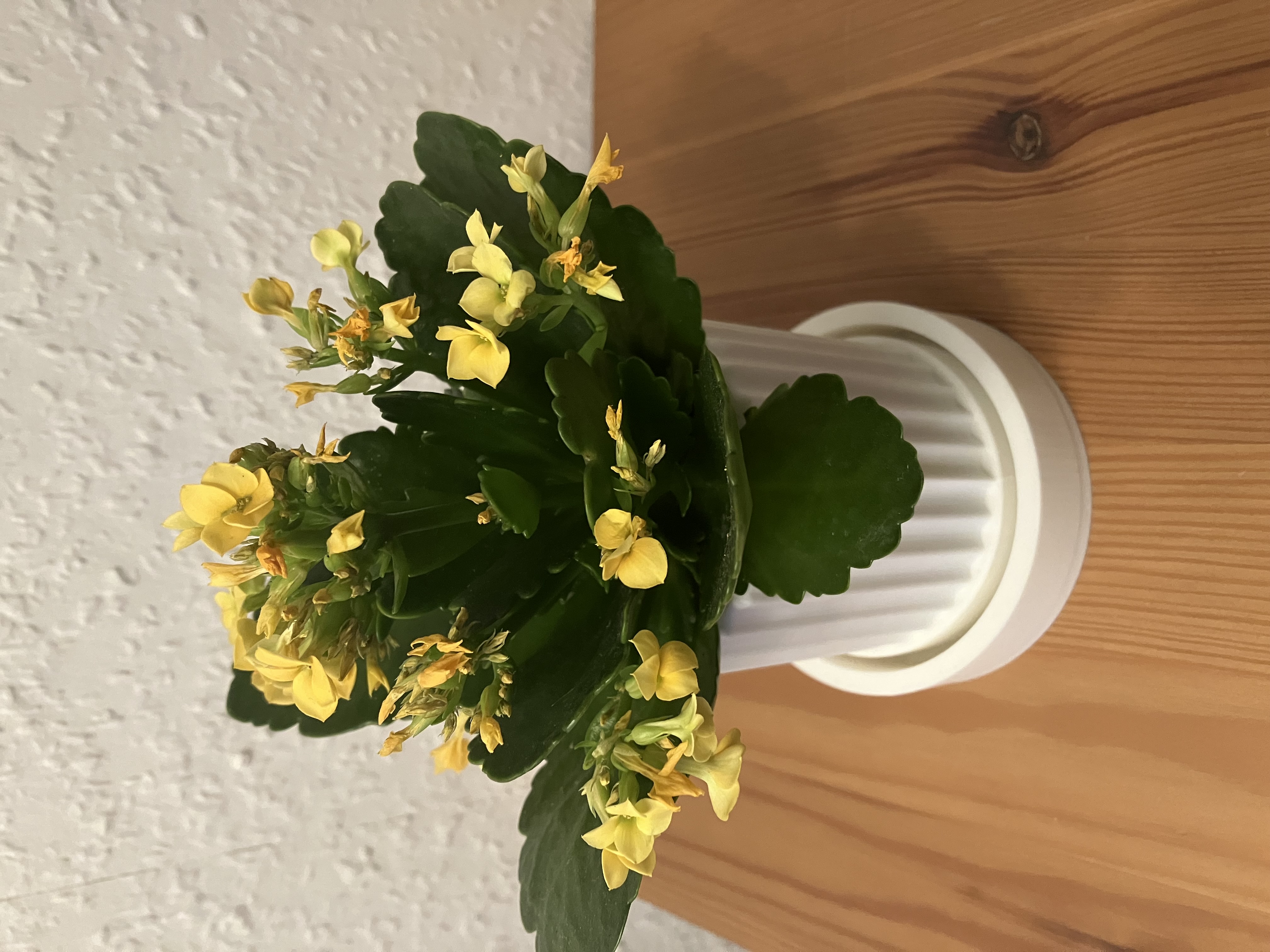 Blumentopf mit Untersetzer
