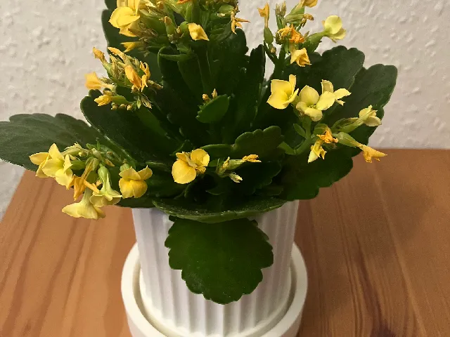 Blumentopf mit Untersetzer