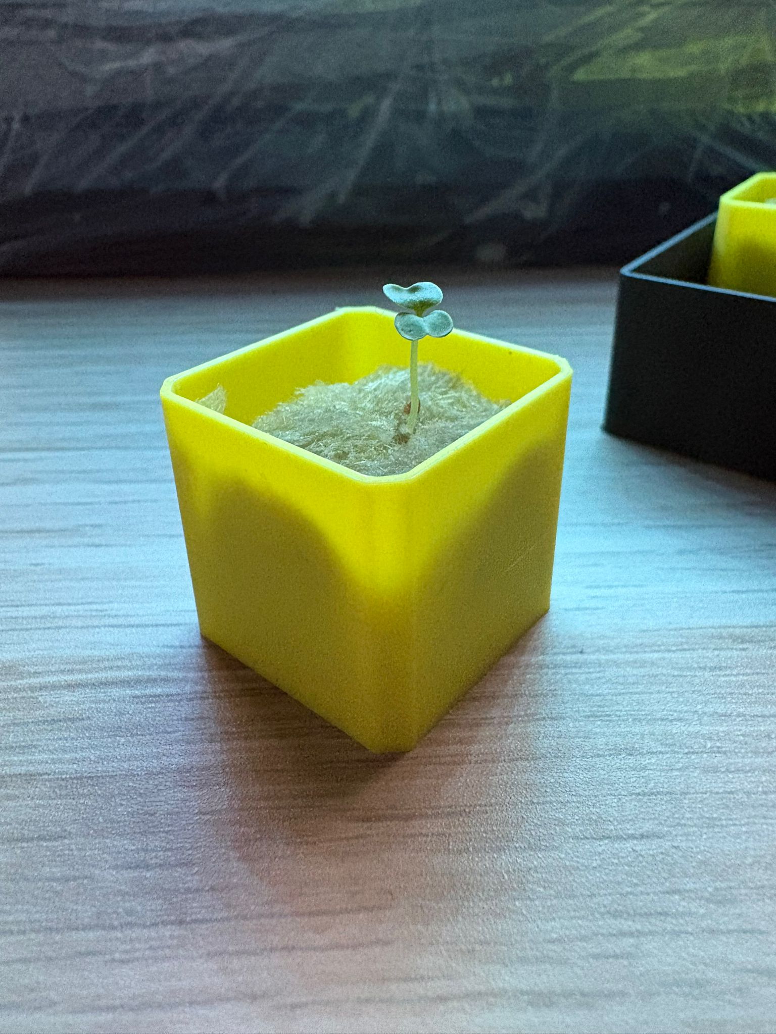 Miniatura 3 do modelo 3D Mini Seedling Starter – Fully Customizable
