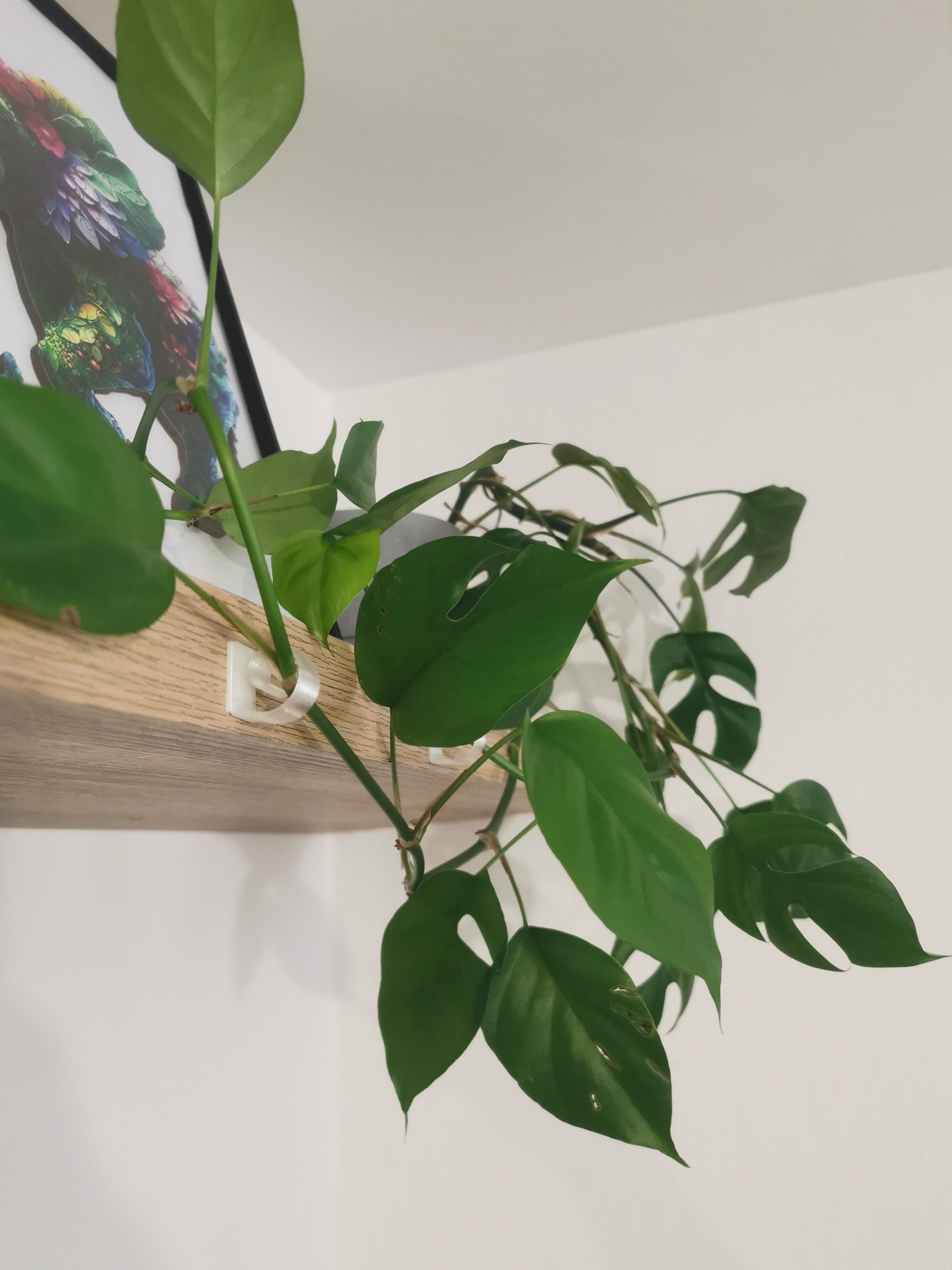 Climbing Plant Wall Hook 3D model