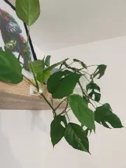Climbing Plant Wall Hook