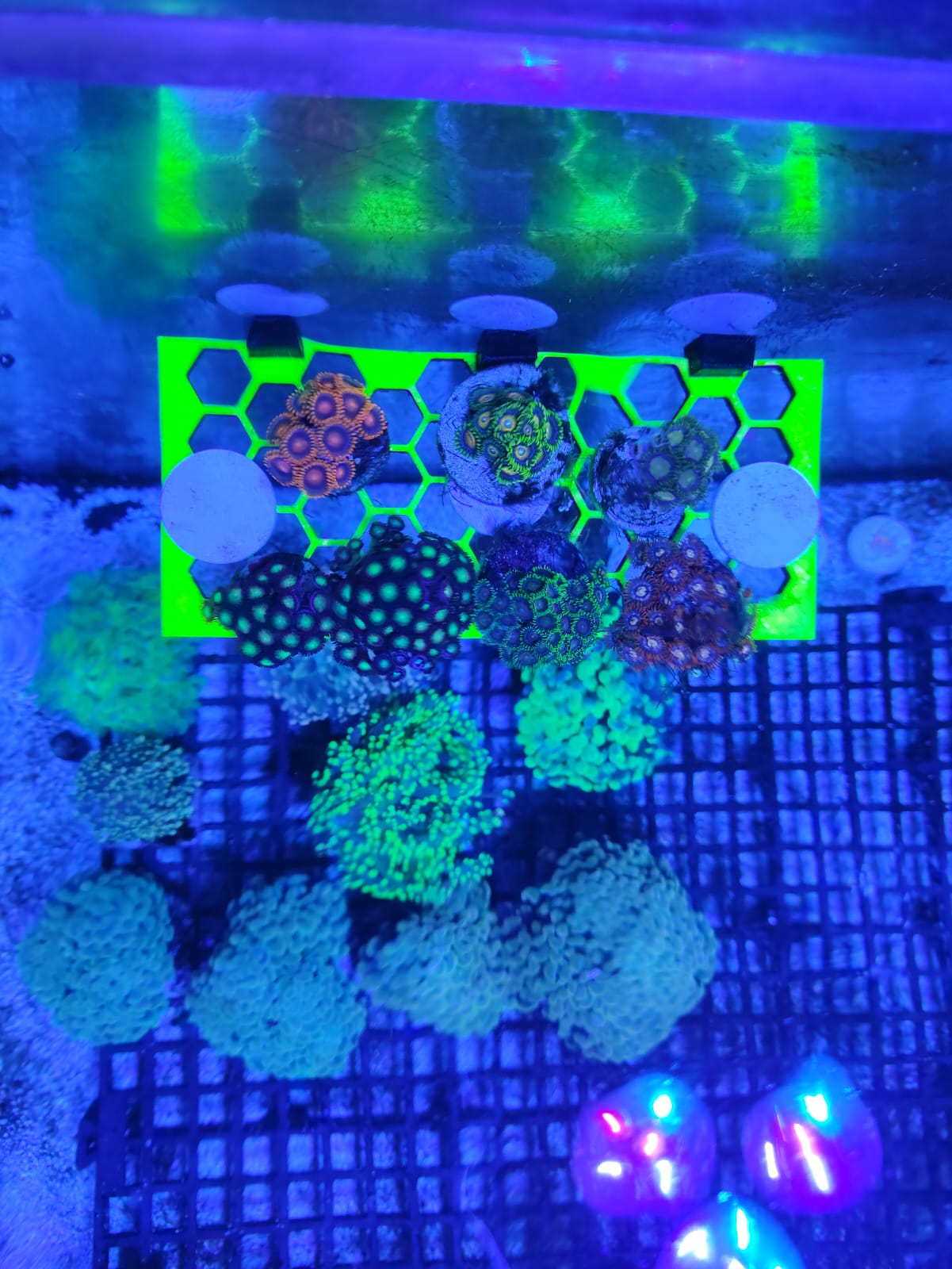 Frag Rack Hexagonal — thumbnail 5
