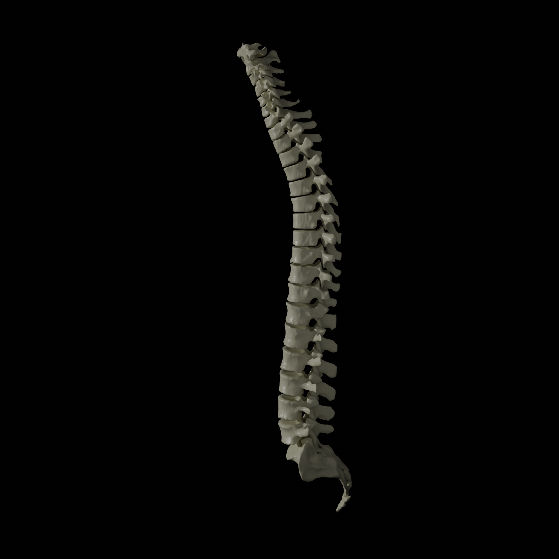 Miniatura 4 do modelo 3D Human Vertebral Column