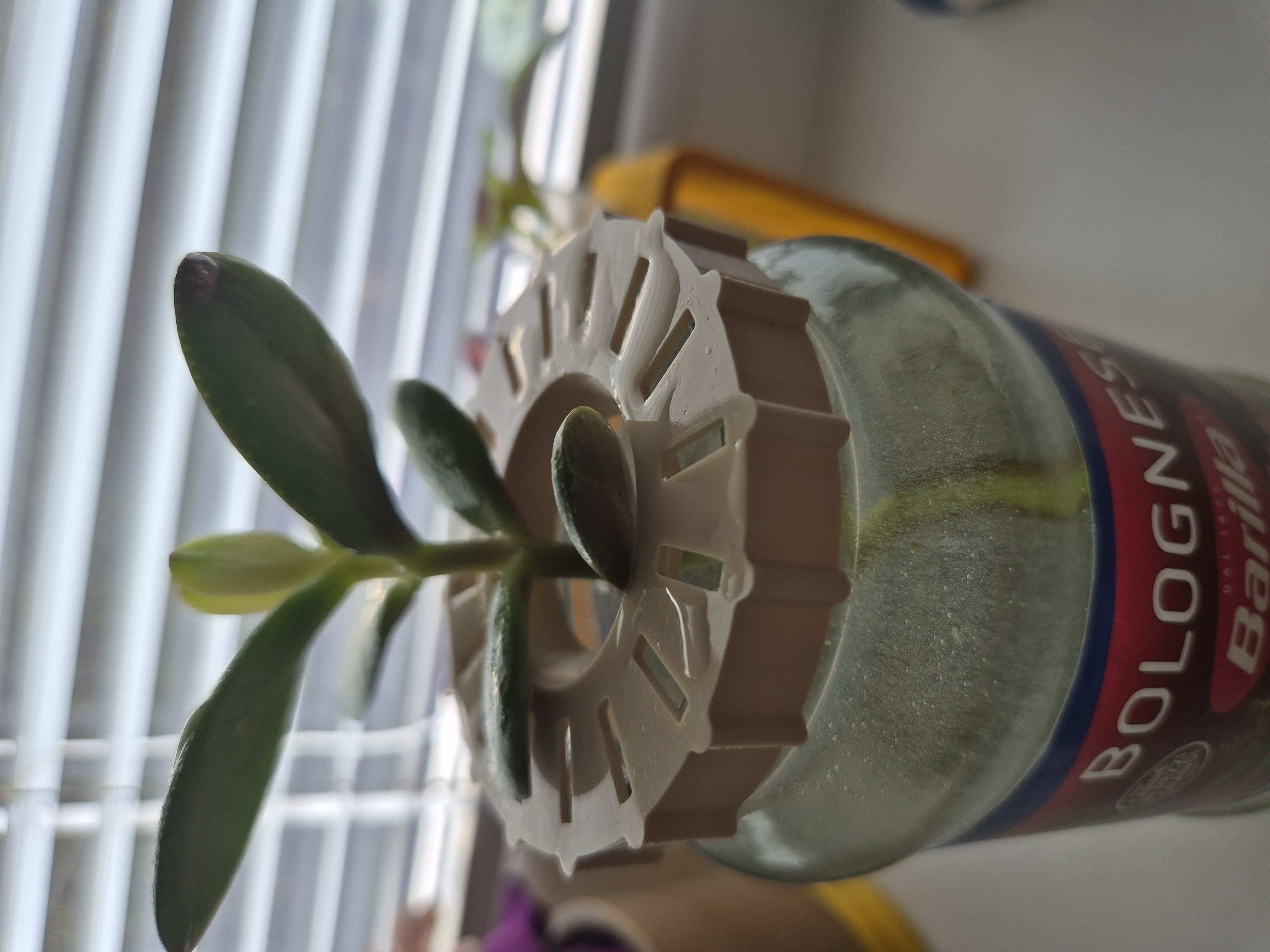 Planter Holder - Mason Jar Barilla, 52mm diameter inside