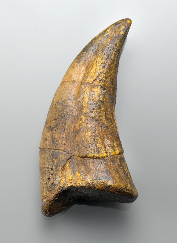 trex tooth and claw