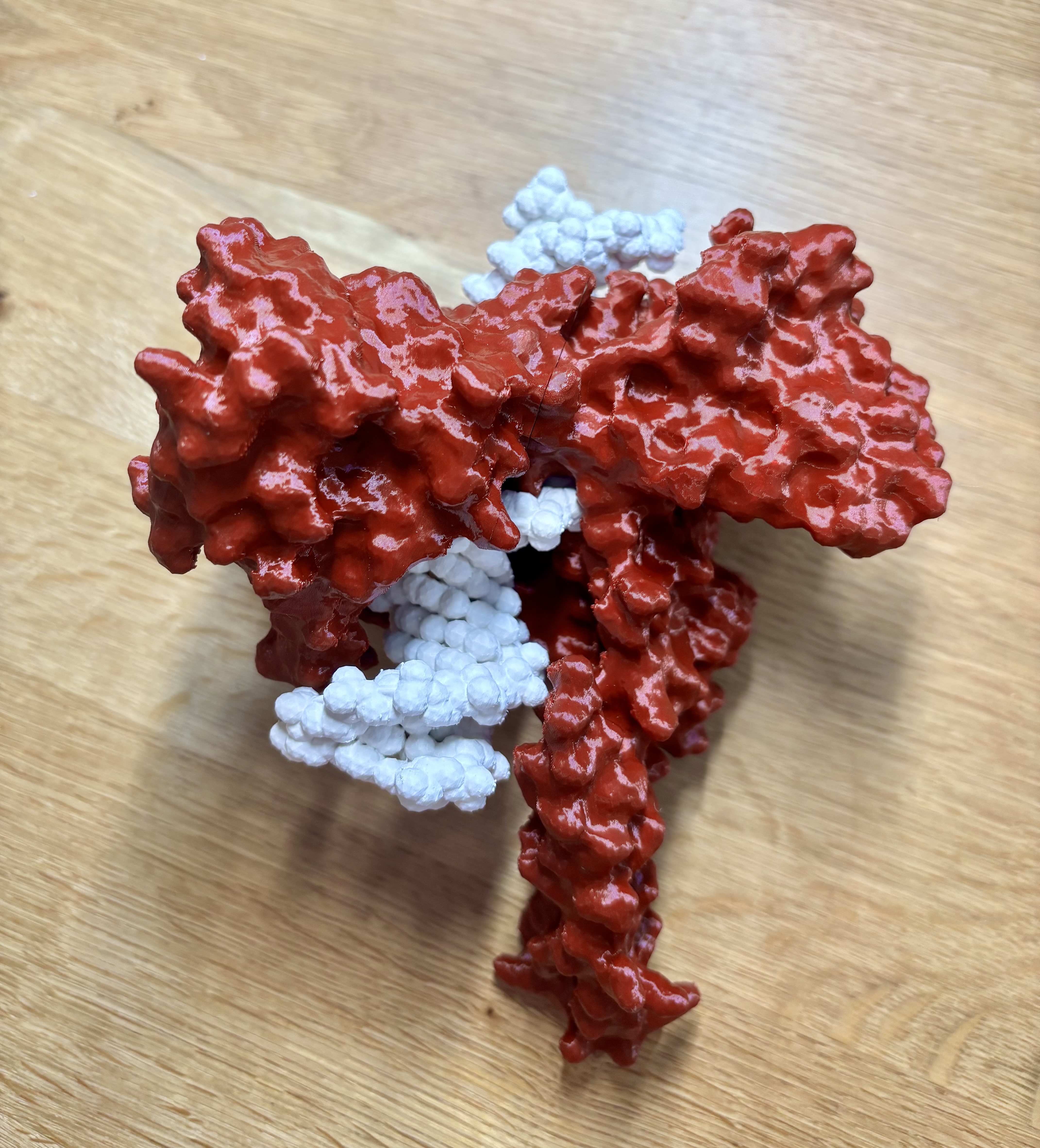 Topoisomerase I enzyme-DNA complex