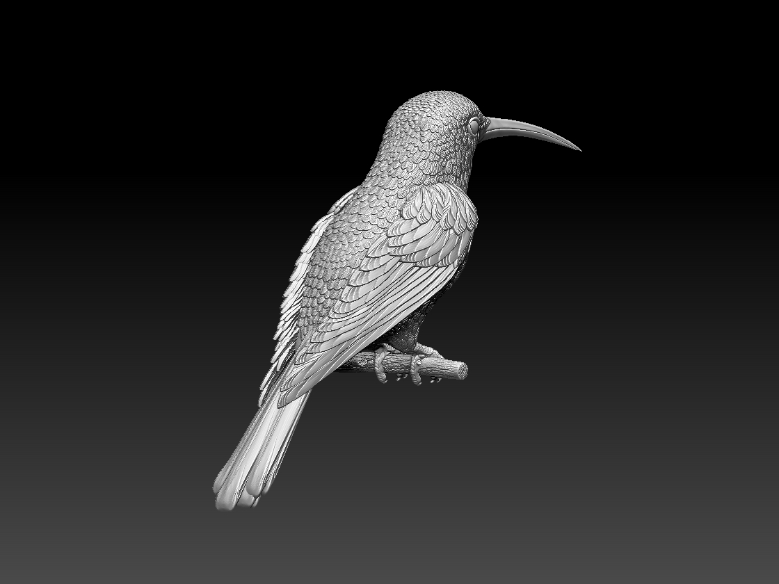 hummingbird — miniatura 2