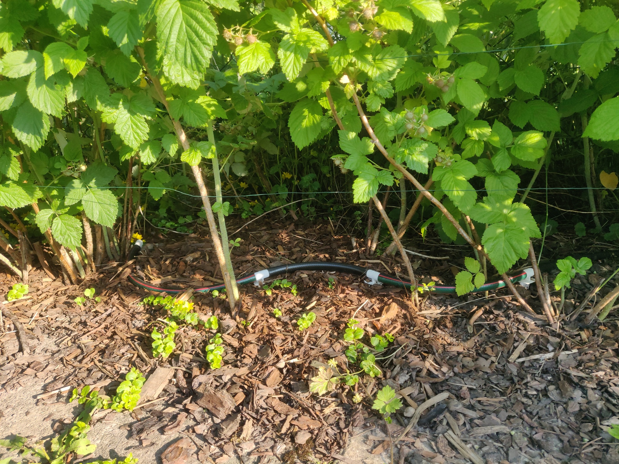 WATER SPIKE 2 - Low Tech Drip Irrigation System