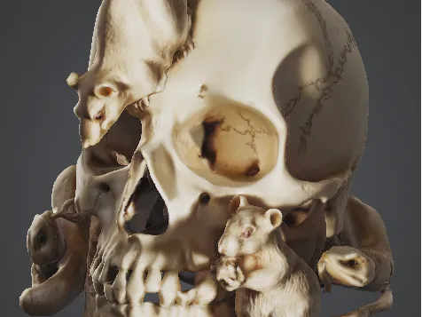 Japanese carved okimono of a human skull