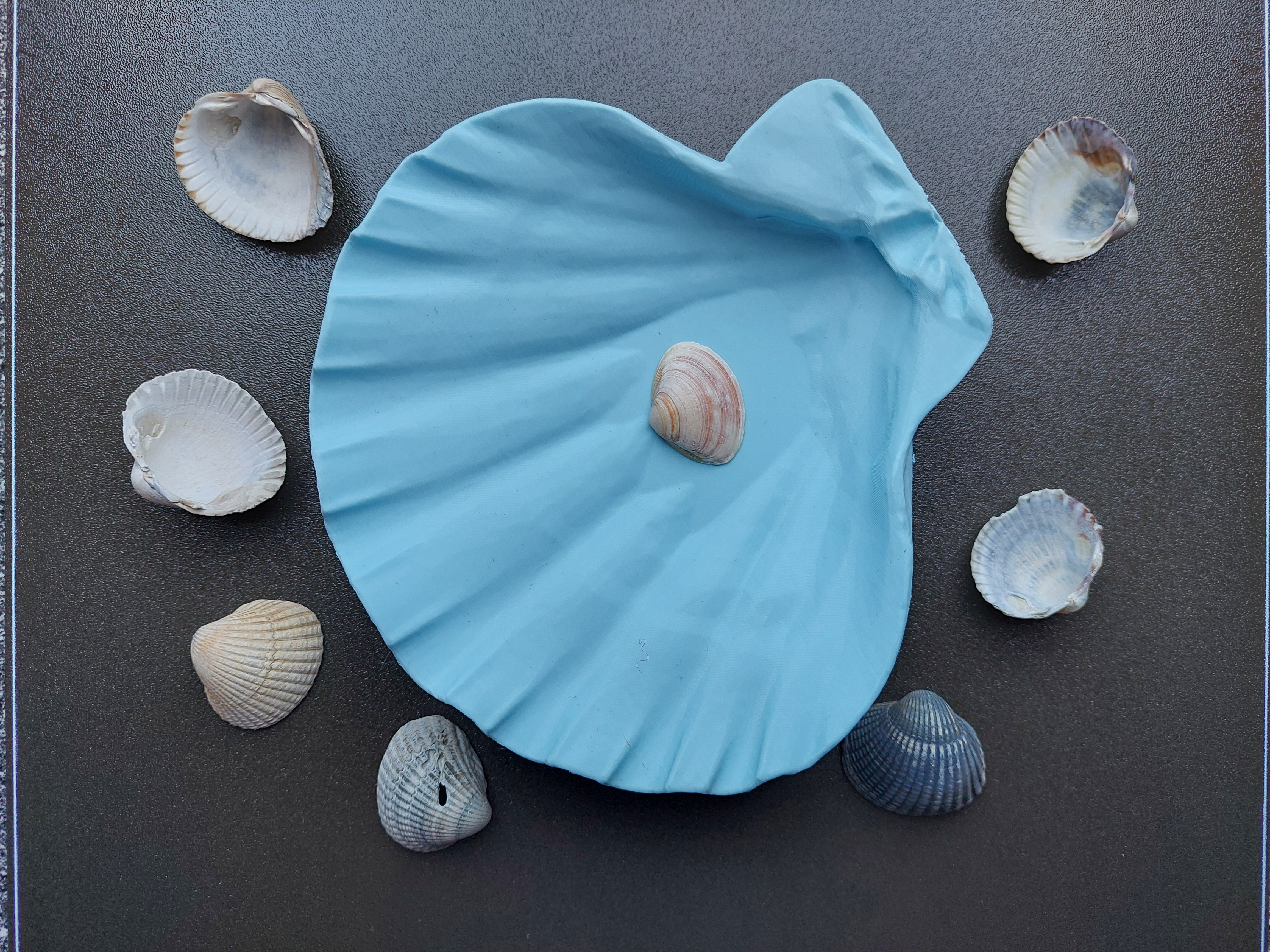 Lions Paw Scallop Seashell with flat Bottom