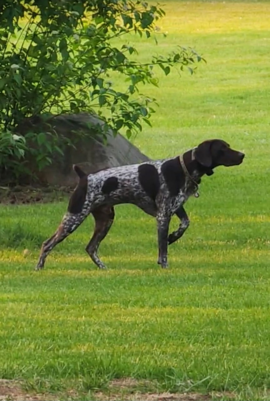 German Shorthaired Pointer Flexi — miniatura 3