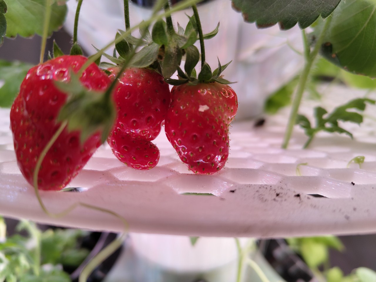 Fruit/Berries Basket Attachment for Hydroponic Tower 3D model thumbnail