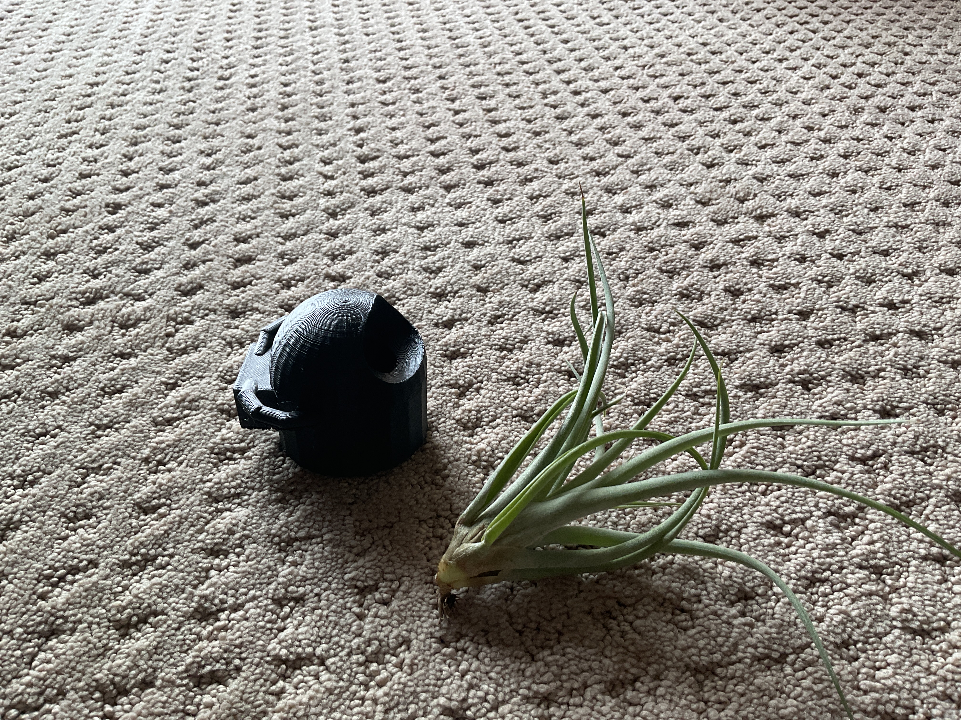armless air plant astronaut